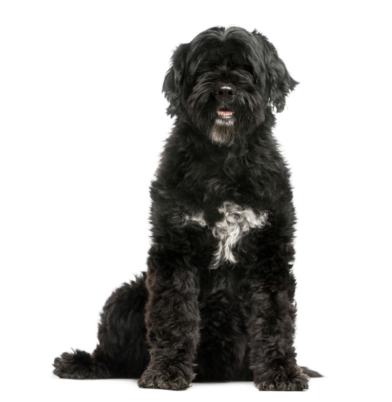 10 Best Hypoallergenic Dog Breeds of 2023 – (Also Cute) 7 Portuguese Water Dog